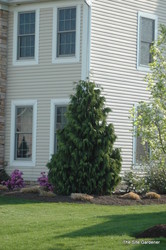Chamaecyparis nootkatensis 'Glauca' — photo 3
